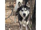 Adopt Django a Black Siberian Husky / Mixed dog in Eufaula, OK (34566268)