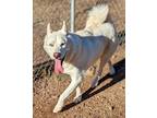 Adopt Angel a White Siberian Husky / Mixed dog in Sautee, GA (37207586)