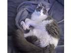 Adopt TRINA a Domestic Longhair (long coat) cat in Calimesa, CA (37134468)