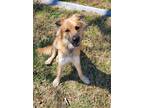 Adopt Lassie (440) a Tan/Yellow/Fawn Shepherd (Unknown Type) / Mixed dog in