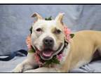 Adopt Valentine a White - with Tan, Yellow or Fawn Pit Bull Terrier / Mixed dog