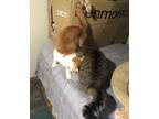 Adopt Buttercup bonded with Shelley a Orange or Red Tabby Domestic Shorthair