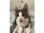Adopt Oink a White Domestic Shorthair (short coat) cat in Victorville