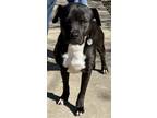 Adopt Beacon a Black Terrier (Unknown Type, Small) / Mixed dog in Natchez
