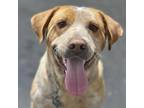 Adopt Nash a Australian Cattle Dog / Mixed Breed (Medium) / Mixed dog in Little
