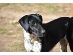 Adopt Boo a Black - with White Pointer / Hound (Unknown Type) dog in Newton