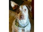 Adopt Woody a Brown/Chocolate - with White Cattle Dog / Mixed Breed (Medium) dog