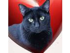 Adopt Cole a All Black Domestic Shorthair cat in Belton, MO (37182824)