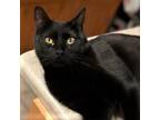 Adopt Edgardo a Domestic Shorthair / Mixed (short coat) cat in Fort Lupton