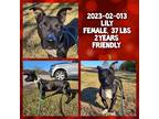 Adopt 2023-02-013 *Lily* a Labrador Retriever / Mixed dog in Winder