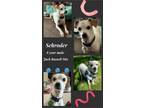 Adopt SCHROEDER - 7 YEAR JACK RUSSELL MIX @PETCO, 5011 E.