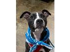 Adopt Fitz a Labrador Retriever, Boxer