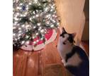 Adopt Buster a American Shorthair