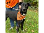 Adopt Turbo a Great Dane, Labrador Retriever