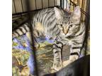 Adopt RASPBERRY a Tabby