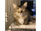 Adopt Petunia a Domestic Long Hair