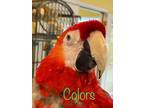 Adopt Colors a Macaw
