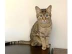 Adopt Ly-Ly a Tabby, Abyssinian