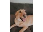 Adopt Sierra a Labrador Retriever