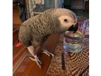 WUY African Grey Parrots Birds available