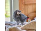 ASU African Grey Parrots Birds available