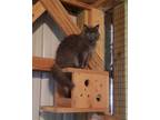Adopt Smokey Jr a Gray or Blue Domestic Longhair (long coat) cat in Monterey