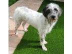 Adopt Cody a White - with Black Dalmatian / Terrier (Unknown Type