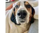 Adopt Jackson a White - with Tan, Yellow or Fawn Coonhound / Mixed dog in