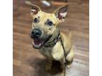 Adopt Chook AKA Chaz JuM a Tan/Yellow/Fawn Pit Bull Terrier / Mixed dog in