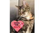 Adopt Catti LaBelle a Domestic Shorthair / Mixed (short coat) cat in Hartford