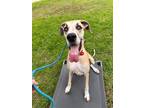 Adopt Hazel a Great Dane / Mixed dog in Bullard, TX (37041892)