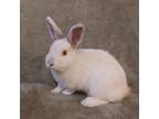 Adopt Cassie (South Surrey) a Himalayan, Bunny Rabbit