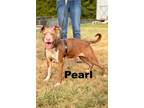 Adopt Pearl a American Staffordshire Terrier, Mixed Breed