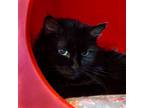 Adopt Halloweena a Domestic Long Hair