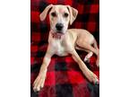 Adopt Marie a Hound, Pit Bull Terrier