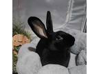 Adopt Phoenix- special needs a Bunny Rabbit