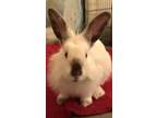 Adopt Sprinkles a Lionhead