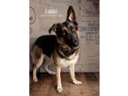 Adopt Farah a German Shepherd Dog