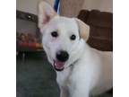 Adopt Sadie a Husky