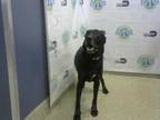 Adopt BUDDY a Black German Shepherd Dog / Mixed dog in Doral, FL (37006309)