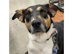 Adopt Feisty JuM a Black Foxhound / Beagle / Mixed dog in Rochester