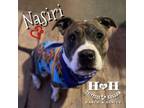 Adopt Nasiri a American Staffordshire Terrier