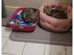 Adopt Emma (Bonded with Ginger) a Domestic Short Hair, Tabby