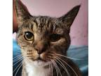 Adopt Tilly a Tabby