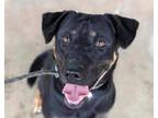 Adopt Arlo a Hound, Doberman Pinscher