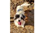 Adopt Shaggy a Jack Russell Terrier