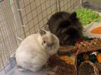 Adopt Wicket and Sophie a Lionhead