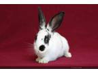 Adopt DENZIL a Bunny Rabbit