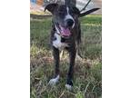 Adopt DOCKY a Mountain Cur