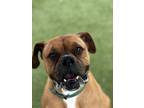 Adopt TORRO a Boxer